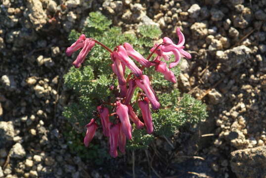 Image of Dicentra peregrina (Rudolph) Makino