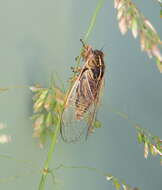 Image of tussock cicada