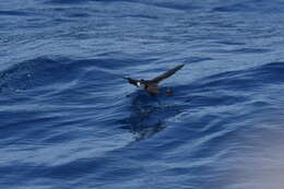 Image of New Zealand Storm Petrel