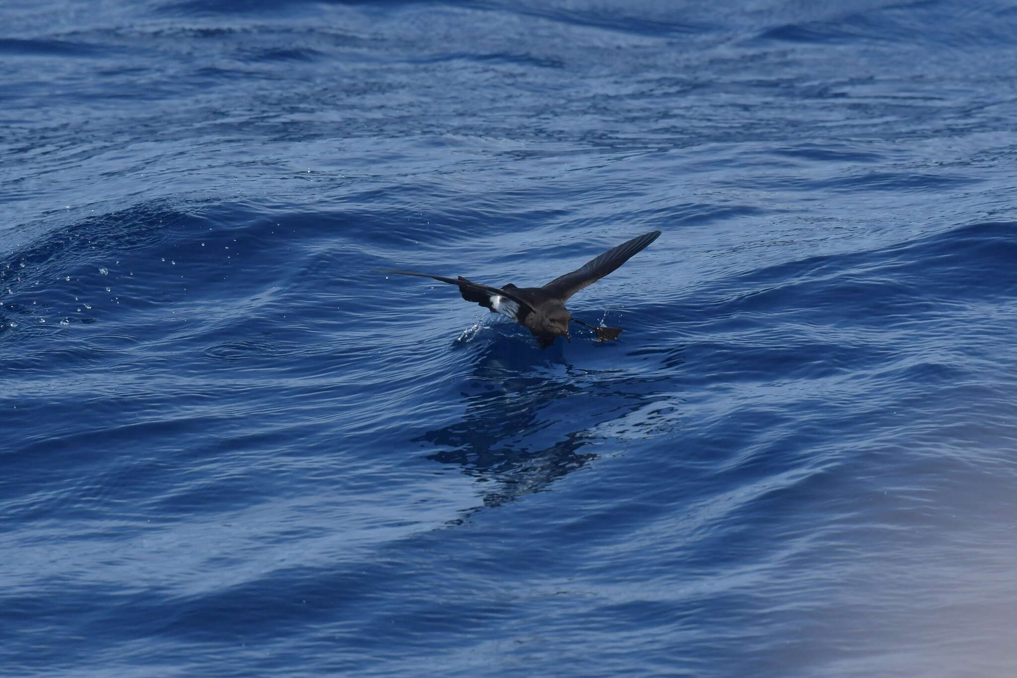 Image of New Zealand Storm Petrel