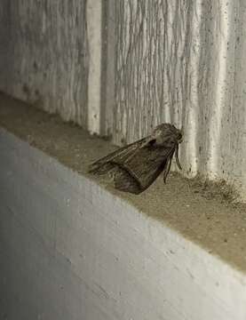 Image of Black Bit Moth