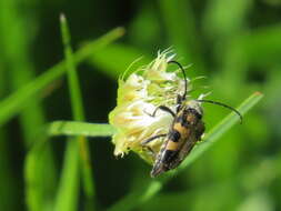 Image of Judolia instabilis (Haldeman 1847)