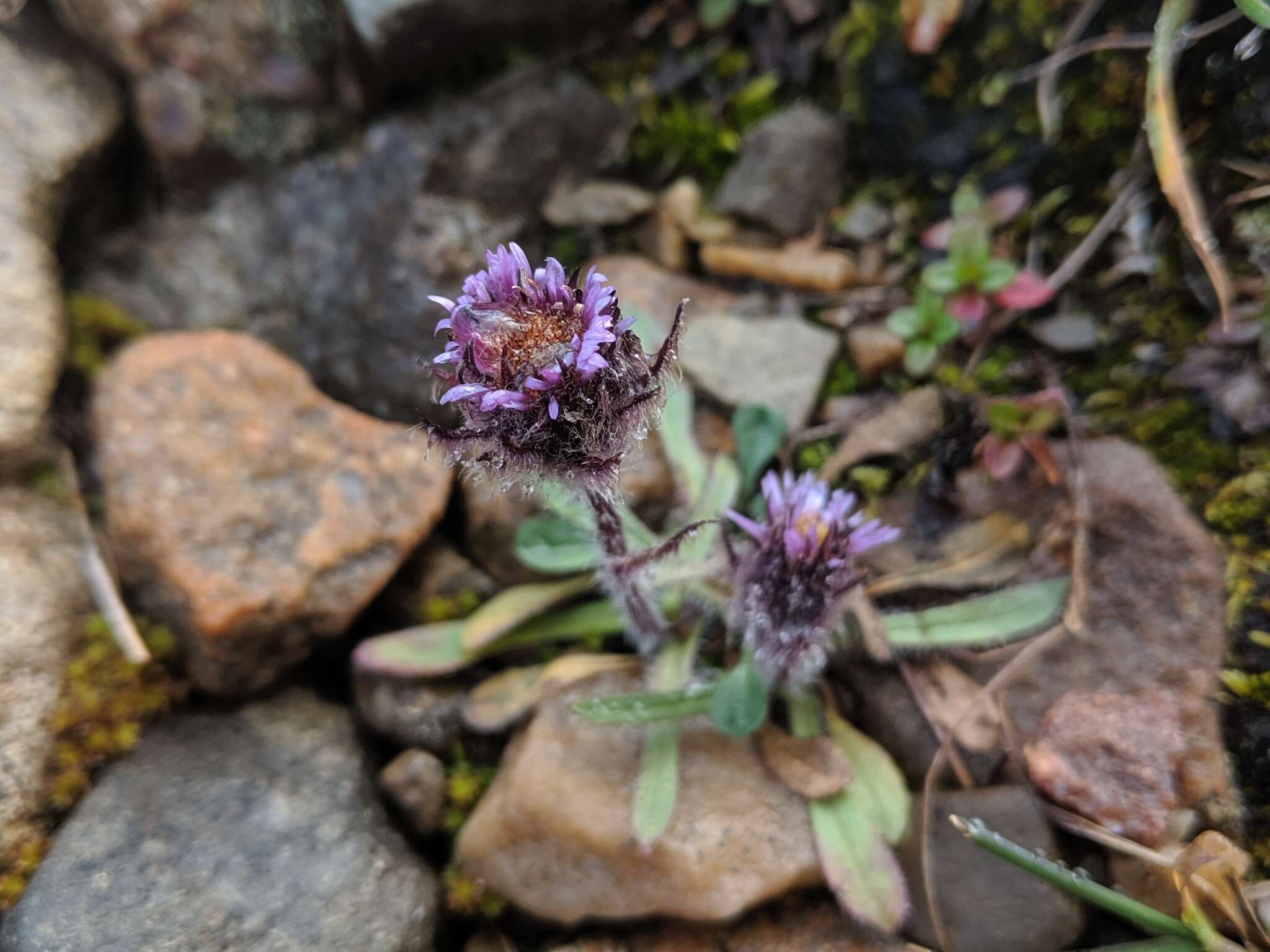 Image of arctic alpine fleabane