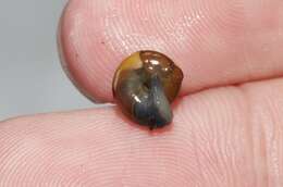 Image of Cellar glass-snail