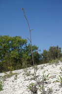 Слика од Brassica elongata subsp. pinnatifida (Schmalh.) Greuter & Burdet