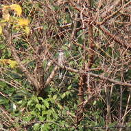 Image of Ryukyu Minivet