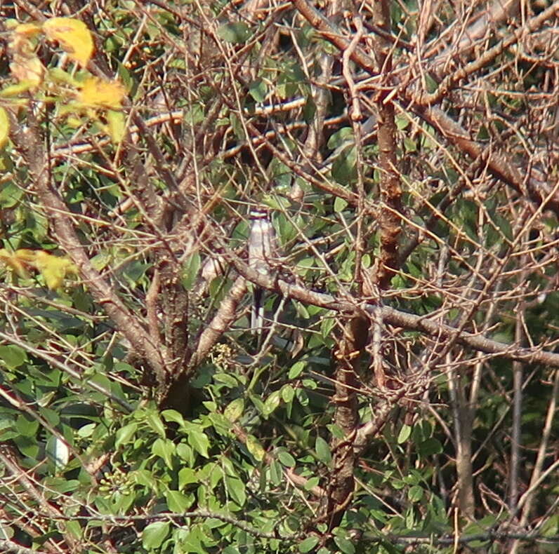 Image of Ryukyu Minivet