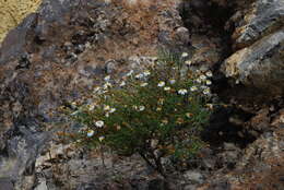Image of Argyranthemum gracile Sch. Bip.