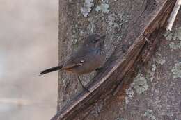 Image of Curruca subcoerulea orpheana (Clancey 1954)