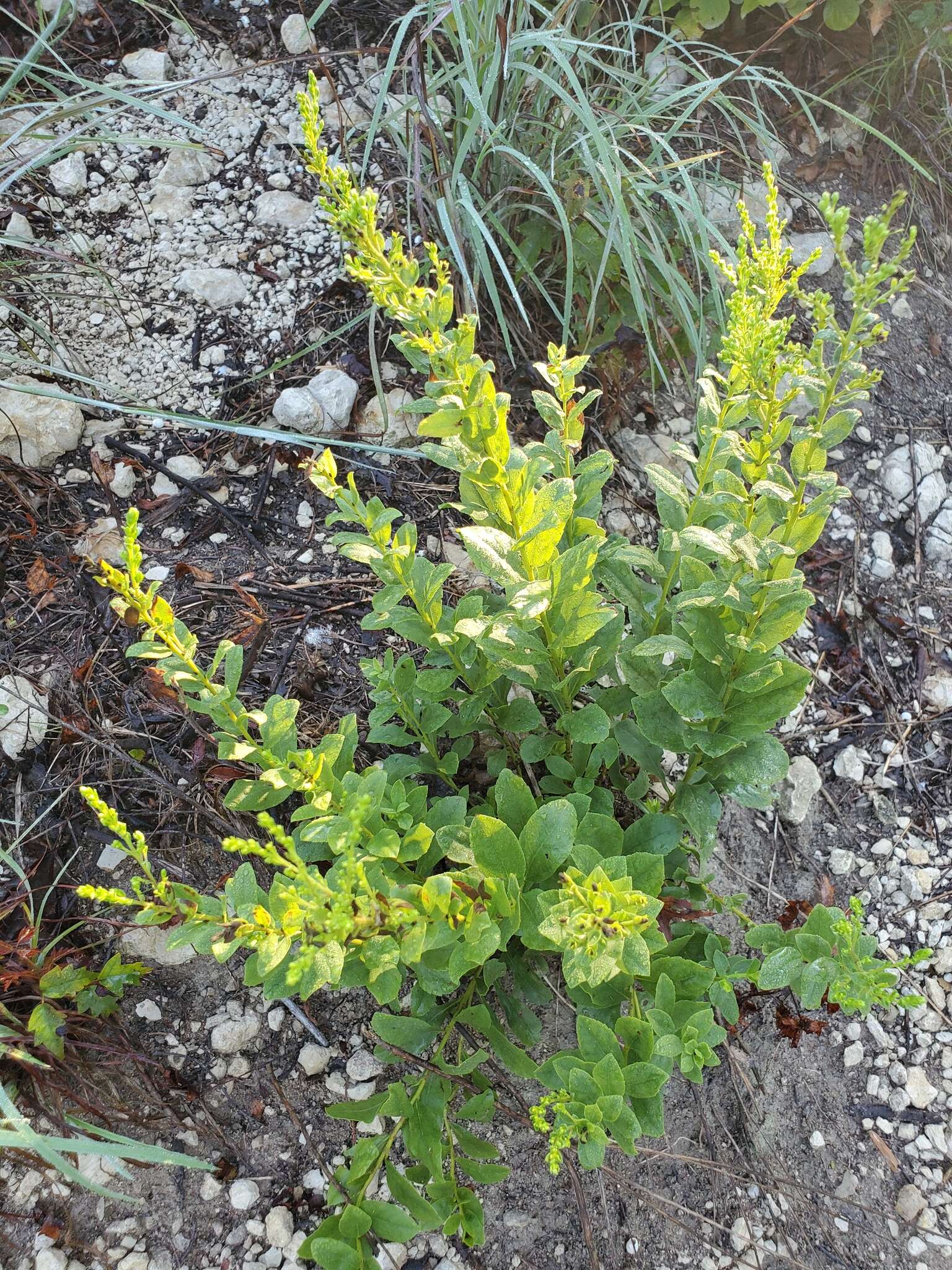 Image of western rough goldenrod