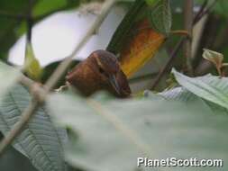 Image of Buff-fronted Foliage-gleaner