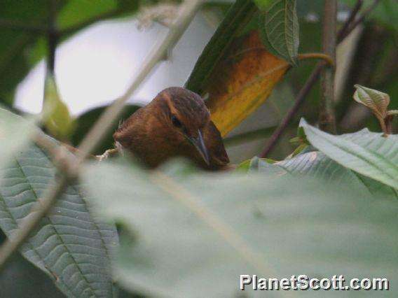 Image of Buff-fronted Foliage-gleaner