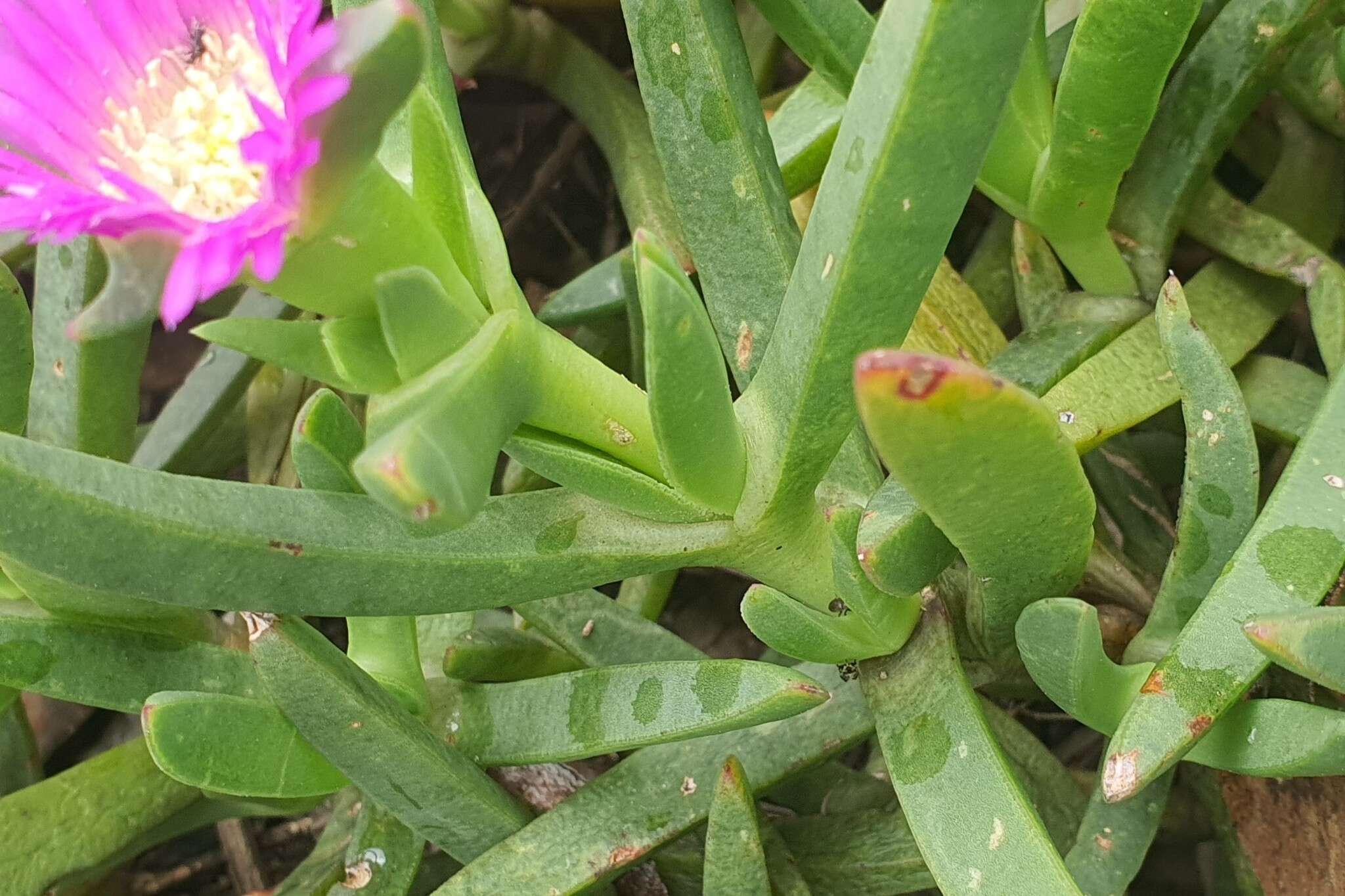 Image of Carpobrotus modestus S. T. Blake