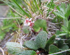 Image of Porsild's Pseudosaxifrage