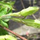 Image of Korean weigela