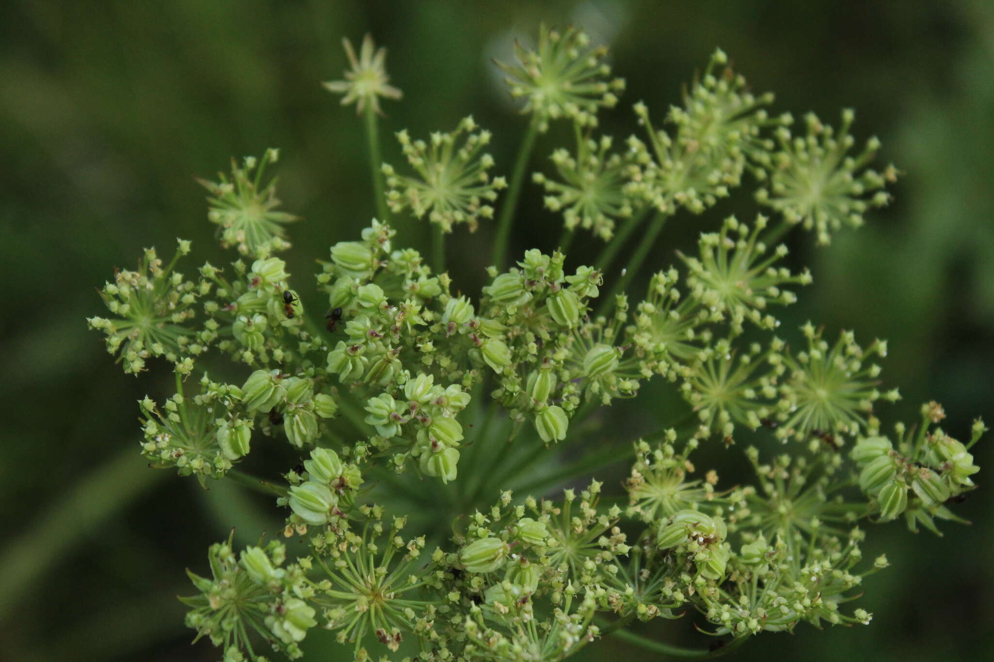 Слика од Laserpitium nitidum Zanted.