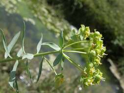 Image of Euphorbia nicaeensis var. hispanica (Degen & Hervier) Cuatrec.