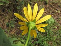 <i>Silphium <i>perfoliatum</i></i> var. perfoliatum resmi