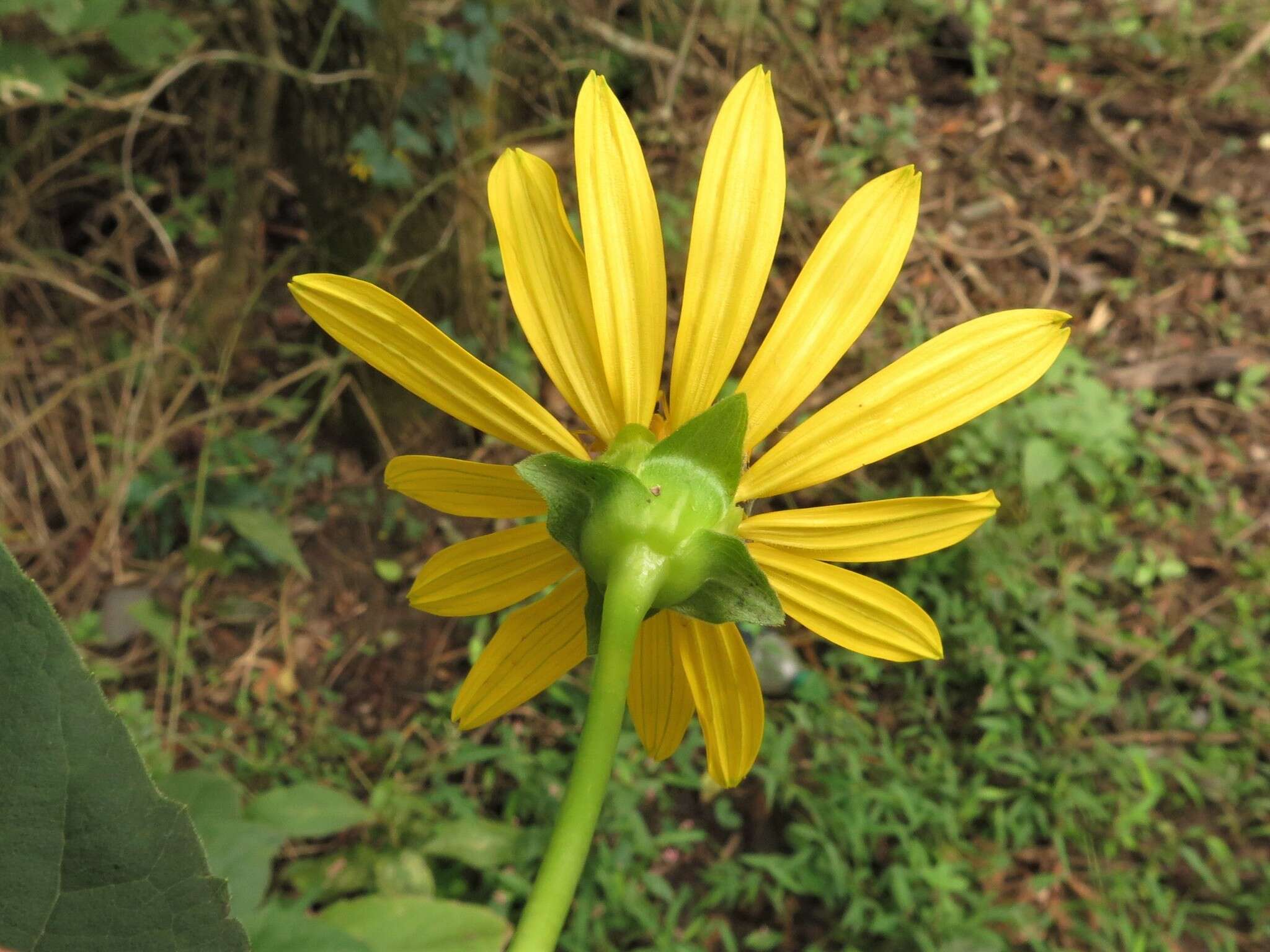 <i>Silphium <i>perfoliatum</i></i> var. perfoliatum resmi