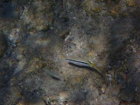 Image of Forsskal&#39;s goatfish