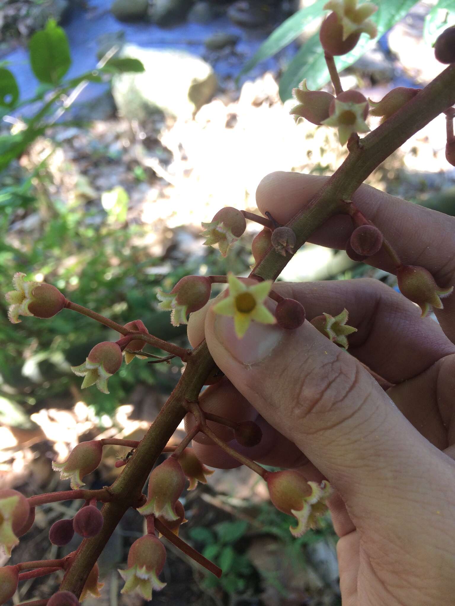 Sterculia stipulata Korth. resmi