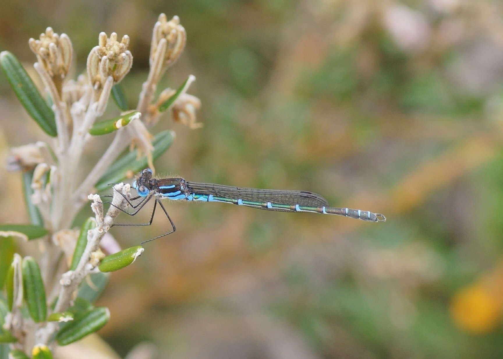 Image of Austrolestes psyche (Hagen ex Selys 1862)