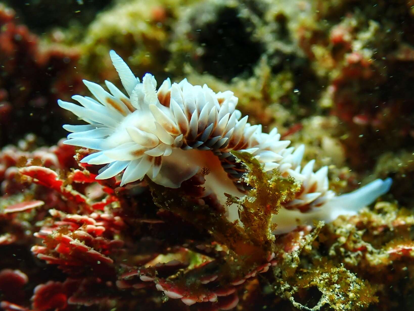 Plancia ëd Antiopella capensis (Bergh 1907)