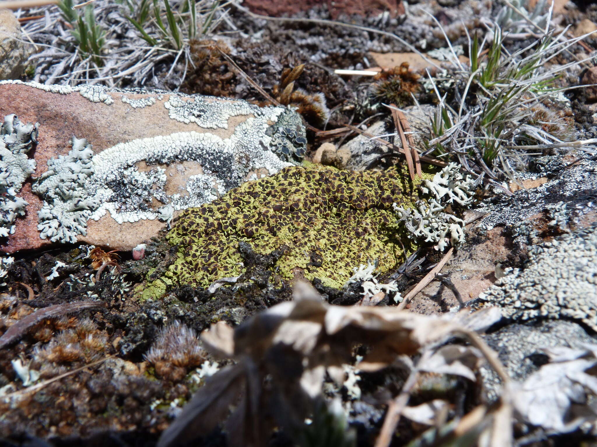 Acarospora schleicheri (Ach.) A. Massal. resmi