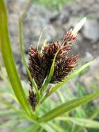 Image of Carex krascheninnikovii Kom. ex V. I. Krecz.