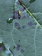 Image of Pseudocercospora neoliquidambaris C. Nakash. & Tak. Kobay. 2002