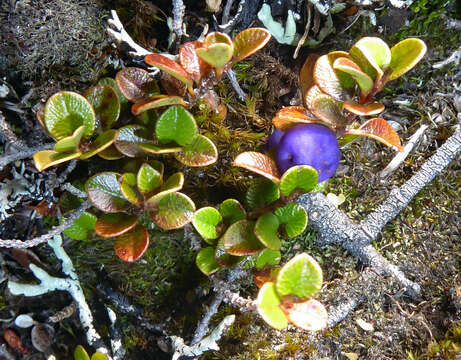 Image of Myrsine nummularia (Hook. fil.) Hook. fil.