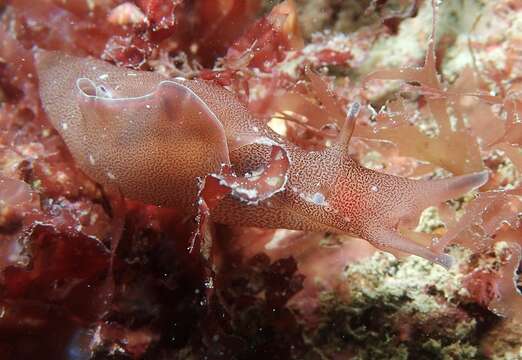 Aplysia punctata (Cuvier 1803) resmi