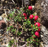 Image of Gaultheria depressa Hook. fil.