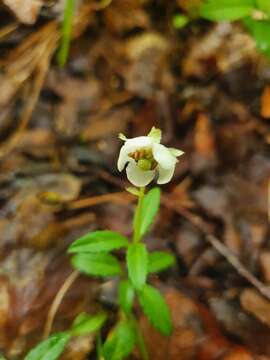 Image of Chimaphila japonica Miq.