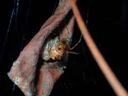 Image of Parasteatoda songi (Zhu 1998)