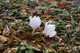 Image de Colchicum triphyllum Kunze