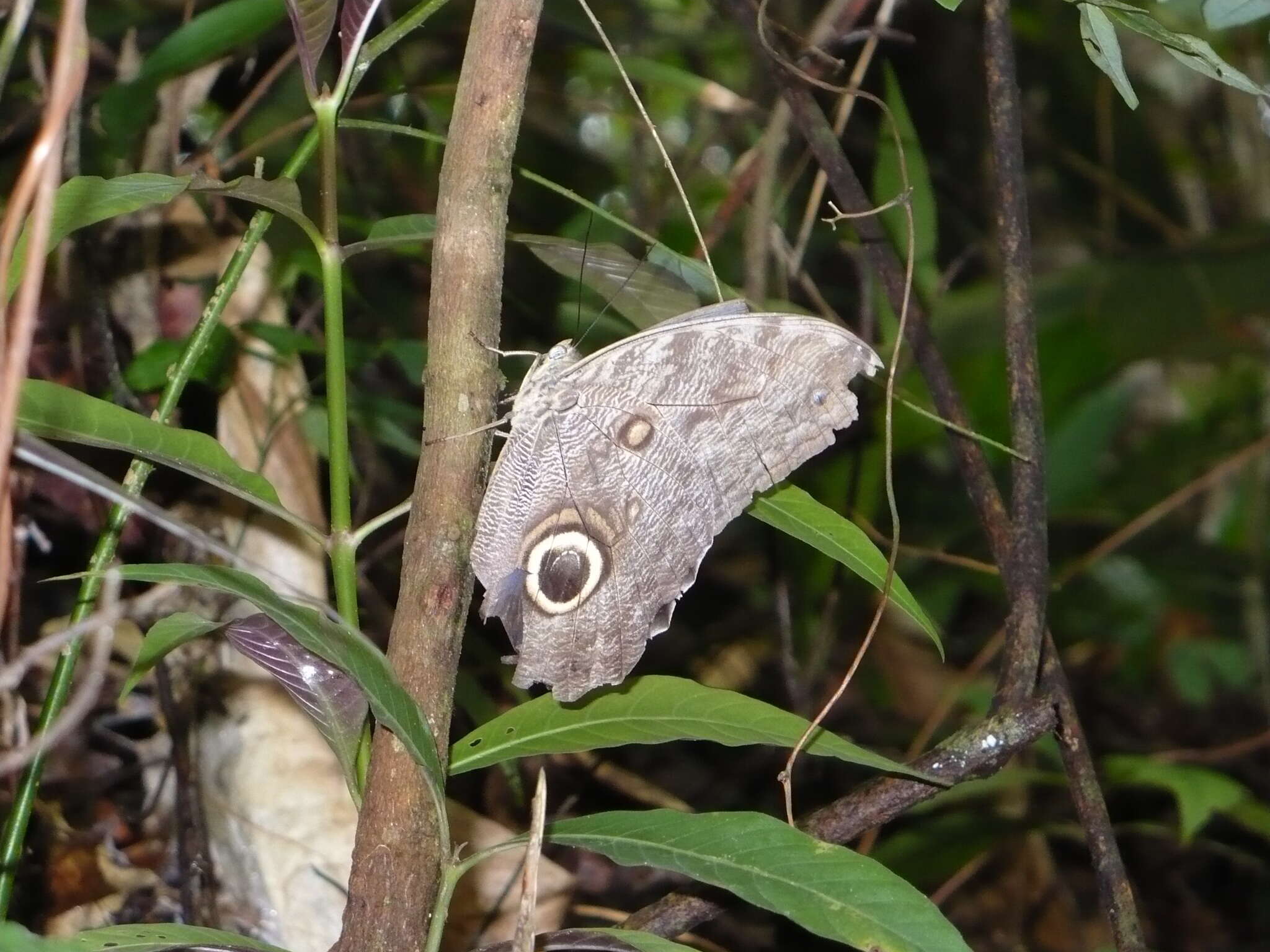 Imagem de Caligo brasiliensis minor Kaye 1904