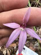 Image of Purple-heart fingers