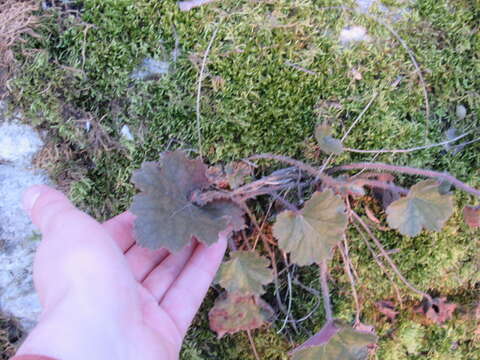 Image of littleleaf alumroot