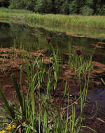 Imagem de Juncus saximontanus A. Nelson