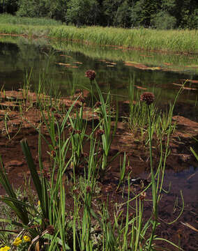 Imagem de Juncus saximontanus A. Nelson