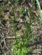 Plancia ëd Nuttallanthus canadensis (L.) D. A. Sutton