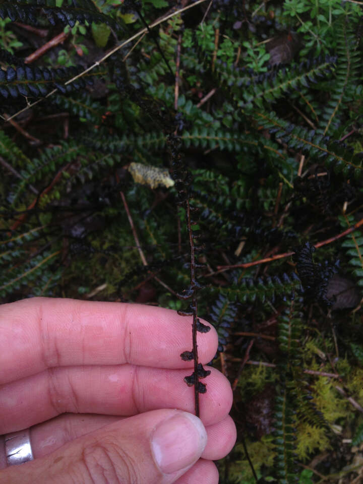 Image de Austroblechnum penna-marina subsp. penna-marina