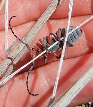 Image of Tetraopes mandibularis Chemsak 1963