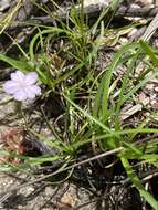 Imagem de Drosera petiolaris R. Br. ex DC.