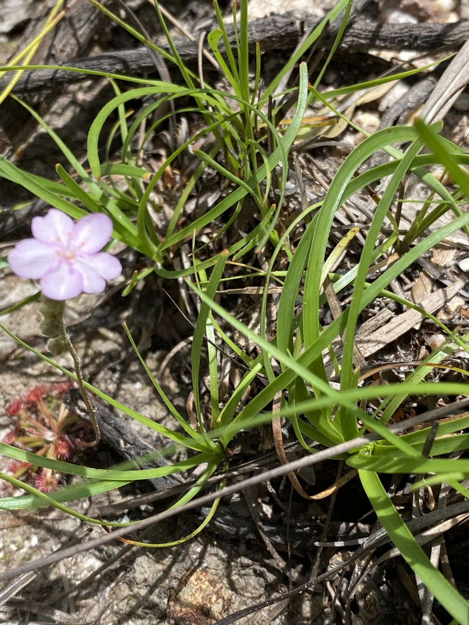 Image of Drosera petiolaris R. Br. ex DC.