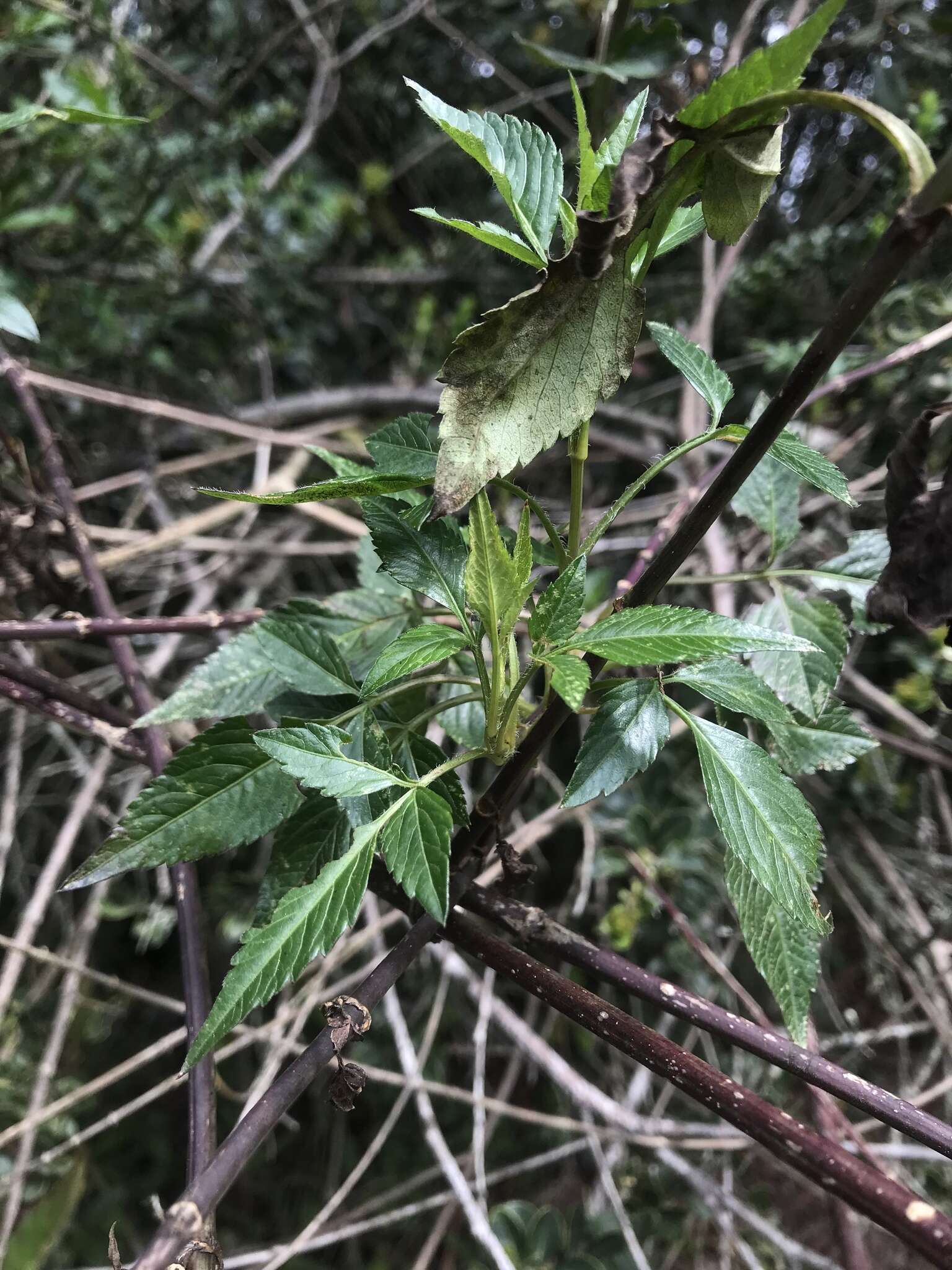 Image of Bidens rubifolia Kunth