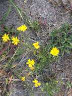 Image of sickleleaf silkgrass