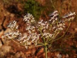 Imagem de Daucus crinitus Desf.