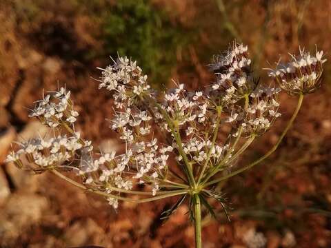 Image of Daucus crinitus Desf.